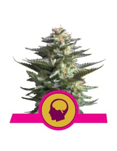 ROYAL QUEEN SEEDS - Amnesia Haze - 1