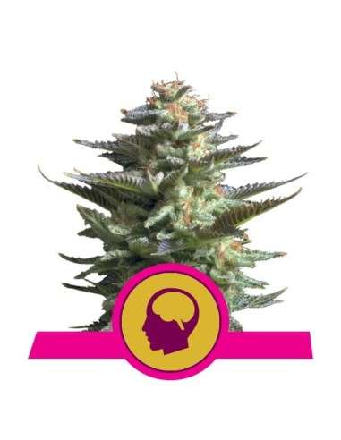 ROYAL QUEEN SEEDS - Amnesia Haze - 1