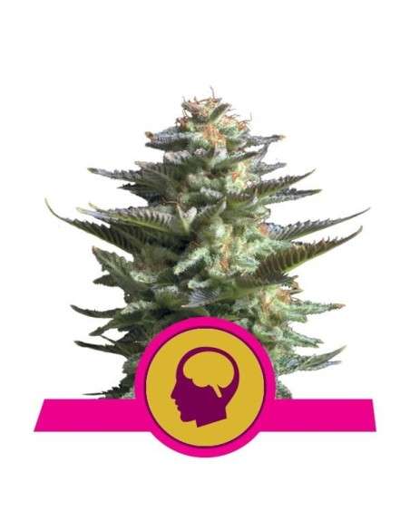 ROYAL QUEEN SEEDS - Amnesia Haze - 1