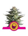 ROYAL QUEEN SEEDS - Amnesia Haze - 1