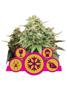 ROYAL QUEEN SEEDS - Feminizowany Mix - 1