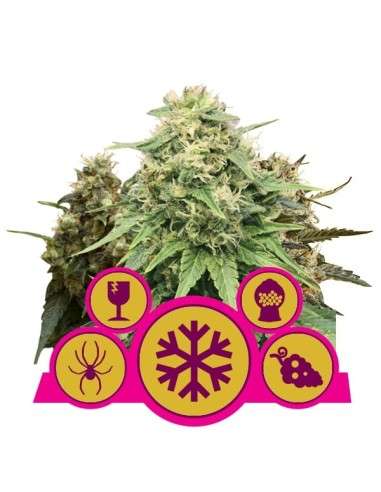 ROYAL QUEEN SEEDS - Feminizowany Mix - 1