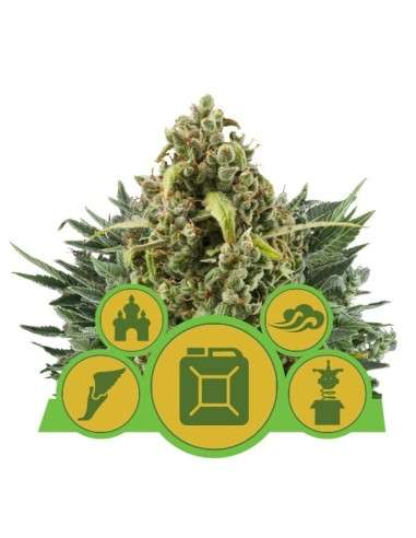 ROYAL QUEEN SEEDS - Autoflowering Mix - 1
