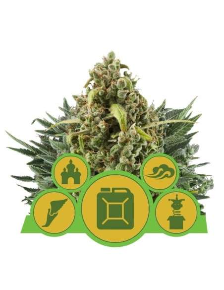 ROYAL QUEEN SEEDS - Autoflowering Mix - 1
