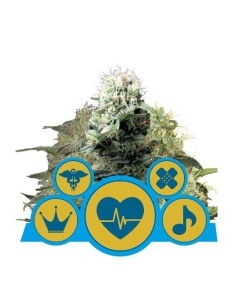 ROYAL QUEEN SEEDS - CBD Mix - 1