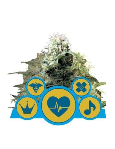 ROYAL QUEEN SEEDS - CBD Mix - 1
