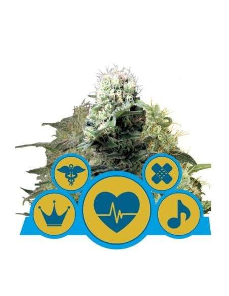 ROYAL QUEEN SEEDS - CBD Mix - 1