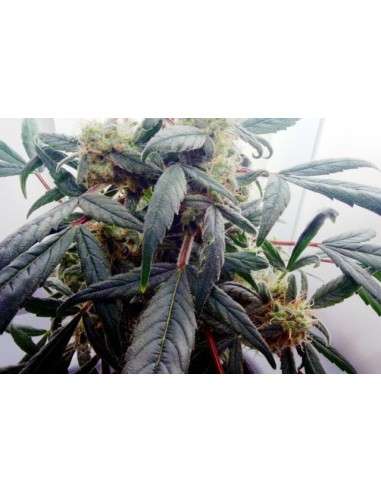 DUTCH PASSION - Blueberry - 5