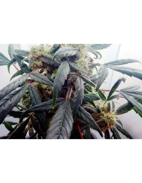 DUTCH PASSION - Blueberry - 5