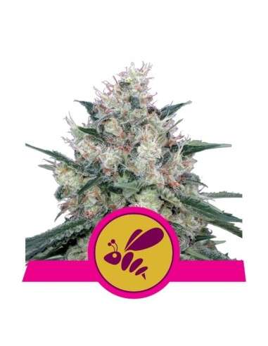ROYAL QUEEN SEEDS - Honey Cream (Fast Flowering) - 1