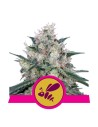 ROYAL QUEEN SEEDS - Honey Cream (Fast Flowering) - 1