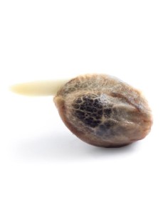ROYAL QUEEN SEEDS - Honey Cream (Fast Flowering) - 1 2