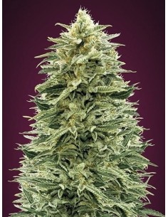 ADVANCED SEEDS - Auto Amnesia - 1