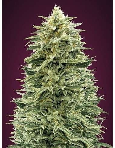 ADVANCED SEEDS - Auto Amnesia - 1