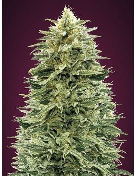 ADVANCED SEEDS - Auto Amnesia - 1