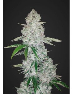 FASTBUDS - Gorilla Glue Auto - 1