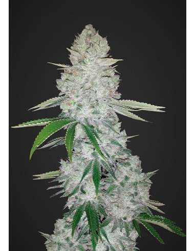 FASTBUDS - Gorilla Glue Auto - 1