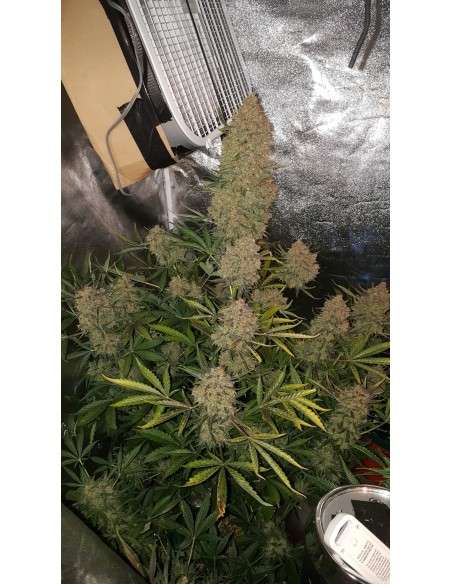 FASTBUDS - Gorilla Glue Auto - 2