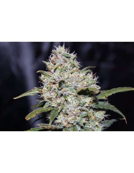 FASTBUDS - Gorilla Glue Auto - 3