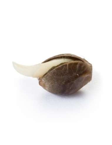 ROYAL QUEEN SEEDS - Amnesia Haze - 3
