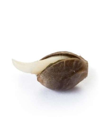 ROYAL QUEEN SEEDS - Amnesia Haze - 3