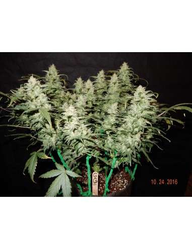 FASTBUDS - Gorilla Glue Auto - 4