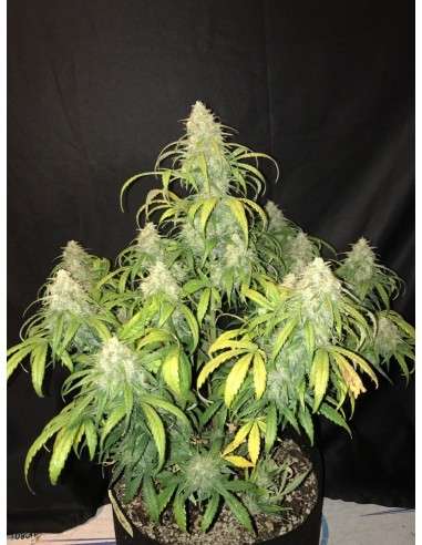 FASTBUDS - Gorilla Glue Auto - 5