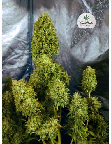 FASTBUDS - Gorilla Glue Auto - 6