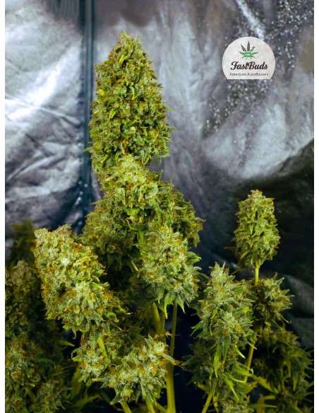 FASTBUDS - Gorilla Glue Auto - 6