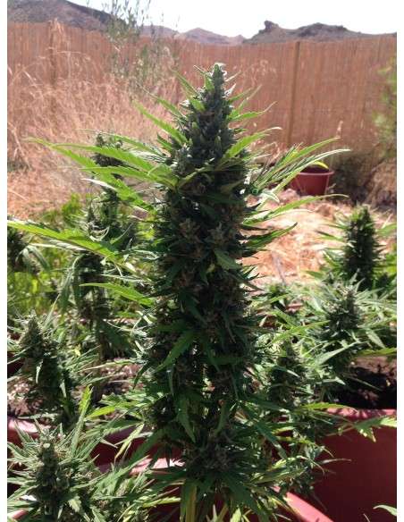FASTBUDS - Gorilla Glue Auto - 7