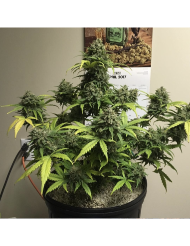 FASTBUDS - Gorilla Glue Auto - 8