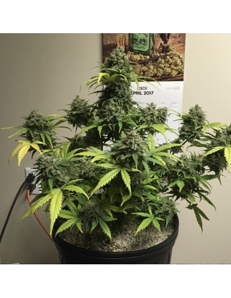FASTBUDS - Gorilla Glue Auto - 8