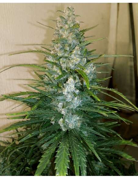 FASTBUDS - Gorilla Glue Auto - 9