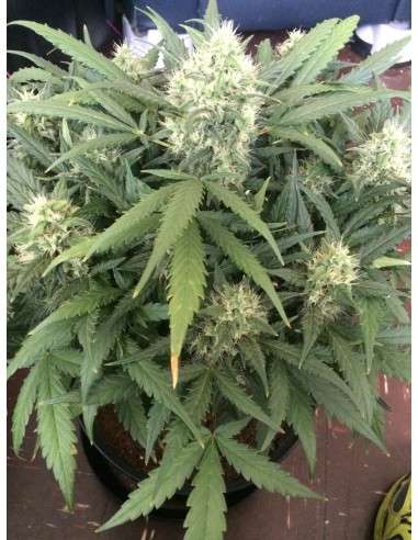 FASTBUDS - Gorilla Glue Auto - 10