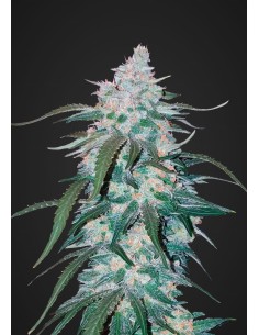 FASTBUDS - Pineapple Express Auto - 1