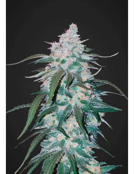 FASTBUDS - Pineapple Express Auto - 1
