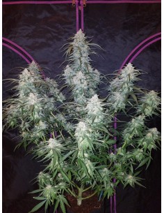 FASTBUDS - Pineapple Express Auto - 1 2