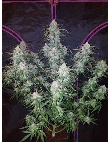 FASTBUDS - Pineapple Express Auto - 2