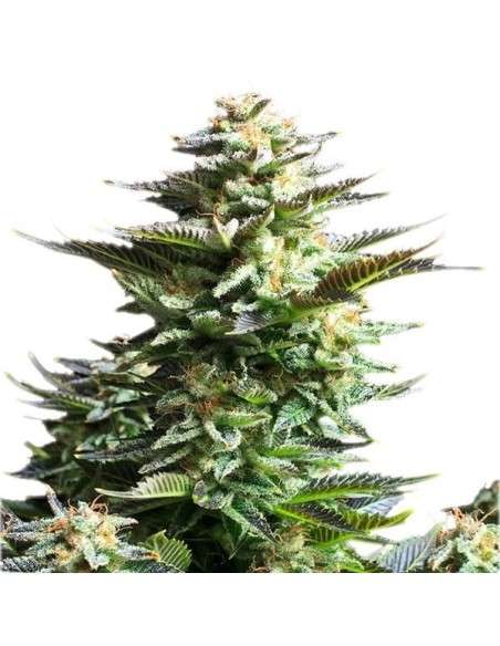 ROYAL QUEEN SEEDS - Amnesia Haze - 4