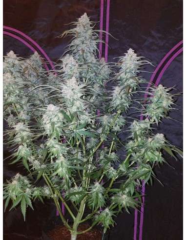 FASTBUDS - Pineapple Express Auto - 3