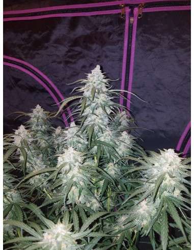 FASTBUDS - Pineapple Express Auto - 4