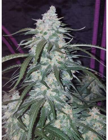 FASTBUDS - Pineapple Express Auto - 5