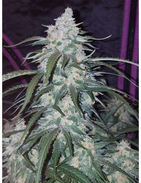 FASTBUDS - Pineapple Express Auto - 5