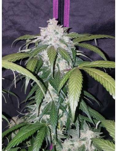 FASTBUDS - Pineapple Express Auto - 6