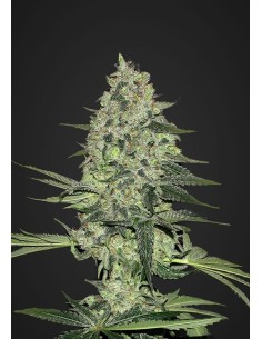 FASTBUDS - Rhino Ryder Auto - 1