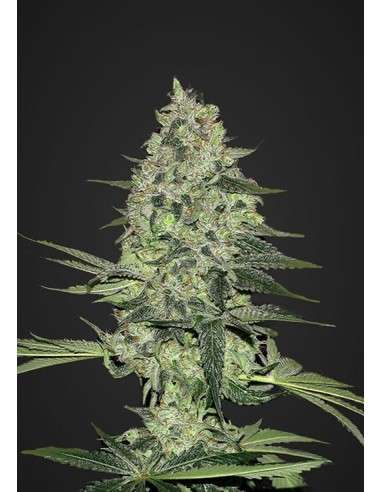 FASTBUDS - Rhino Ryder Auto - 1