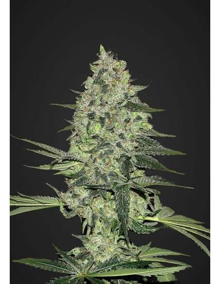 FASTBUDS - Rhino Ryder Auto - 1