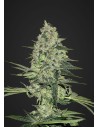 FASTBUDS - Rhino Ryder Auto - 1