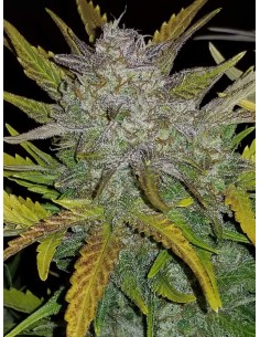 FASTBUDS - Rhino Ryder Auto - 1 2