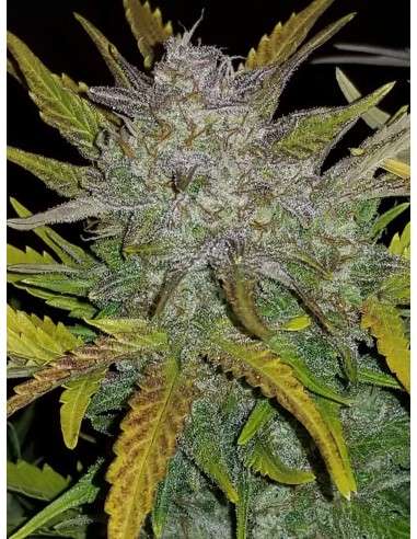 FASTBUDS - Rhino Ryder Auto - 2